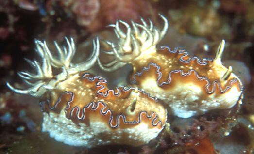 Glossodoris spE